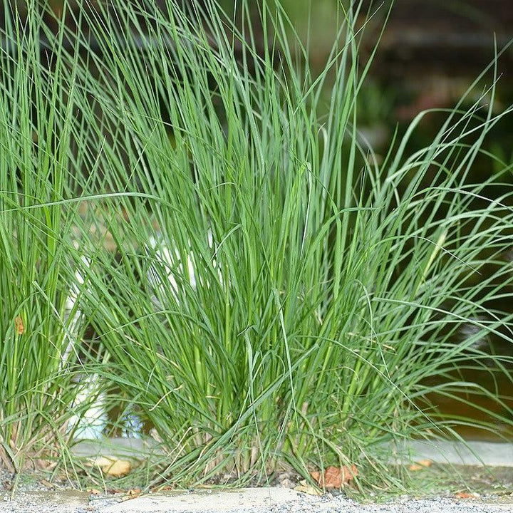 Pennisetum alopecuroides 'Piglet' ~ Piglet Fountain Grass-ServeScape