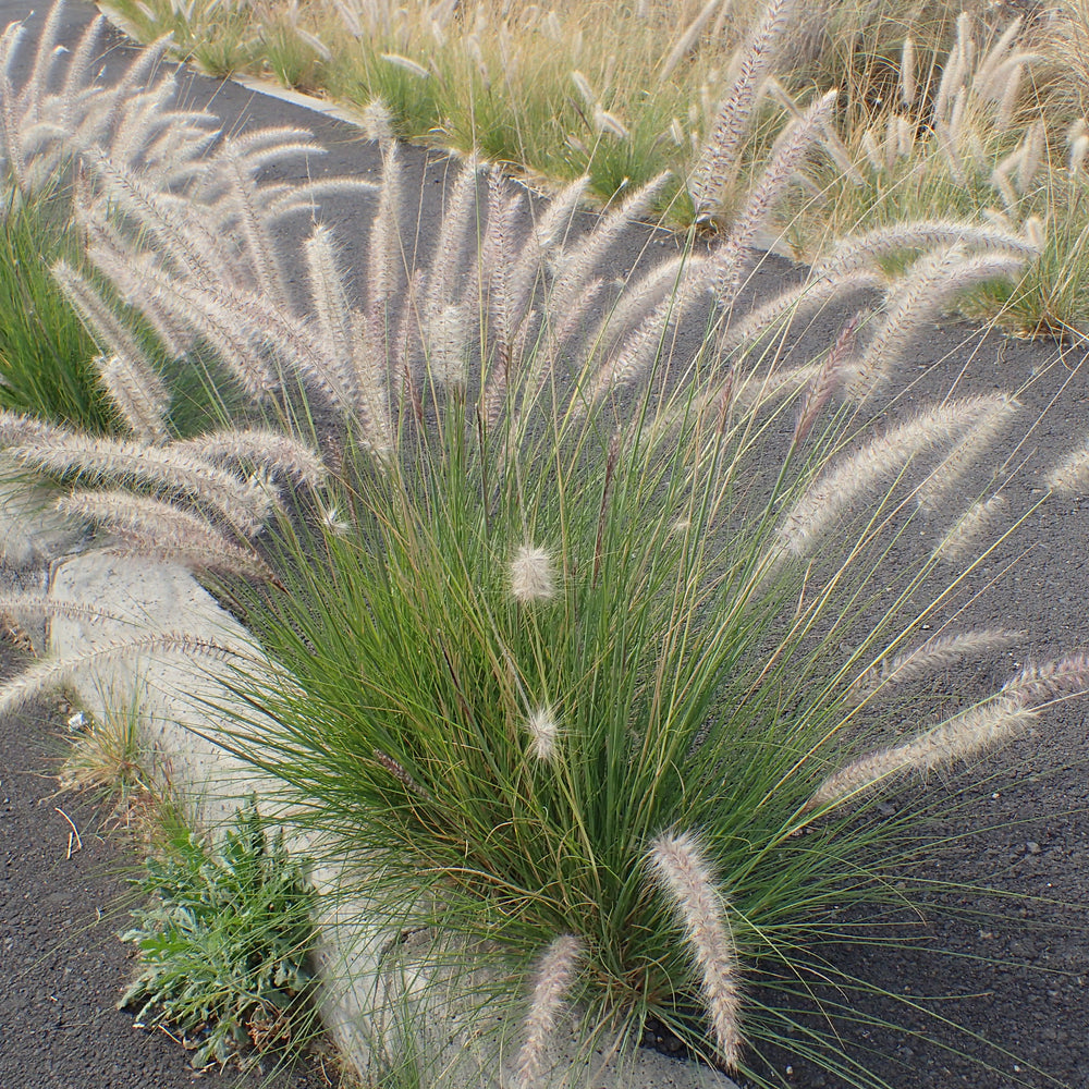 Pennisetum setaceum 'Alba' ~ White Fountain Grass-ServeScape