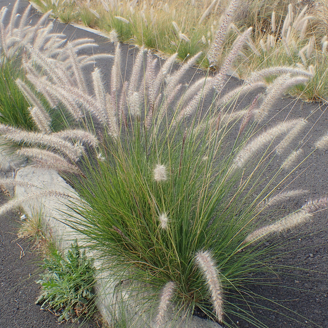 Pennisetum setaceum 'Alba' ~ White Fountain Grass-ServeScape
