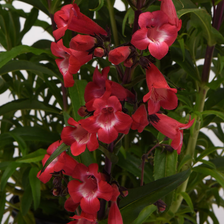 Penstemon 'Cherry Sparks' ~ Cherry Sparks Beardtongue-ServeScape