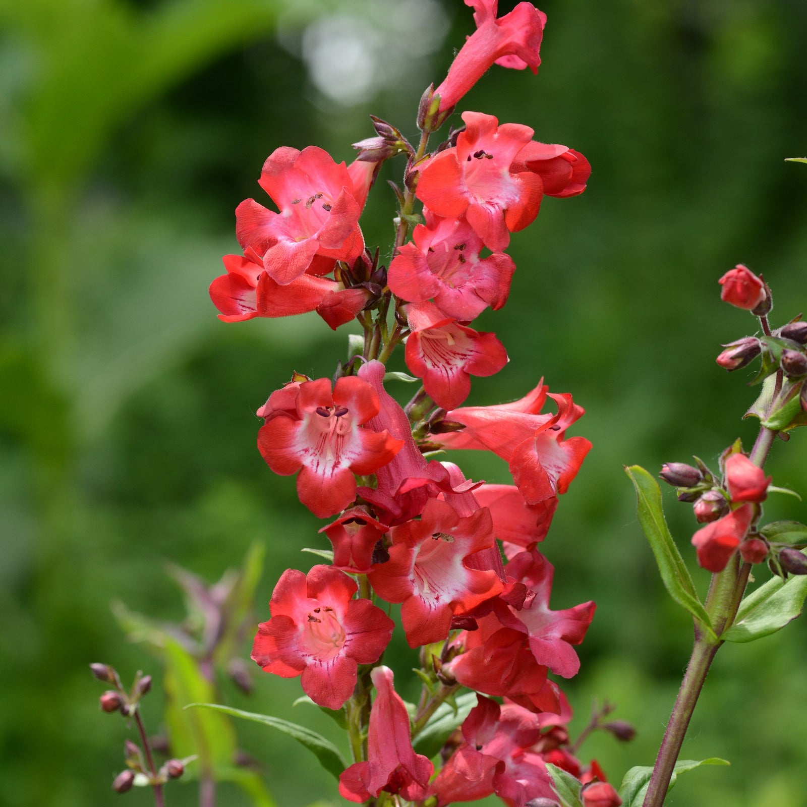 Penstemon 'Cherry Sparks' ~ Cherry Sparks Beardtongue-ServeScape