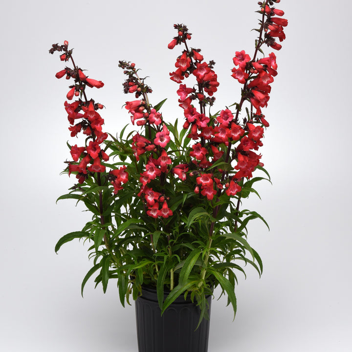 Penstemon 'Cherry Sparks' ~ Cherry Sparks Beardtongue-ServeScape