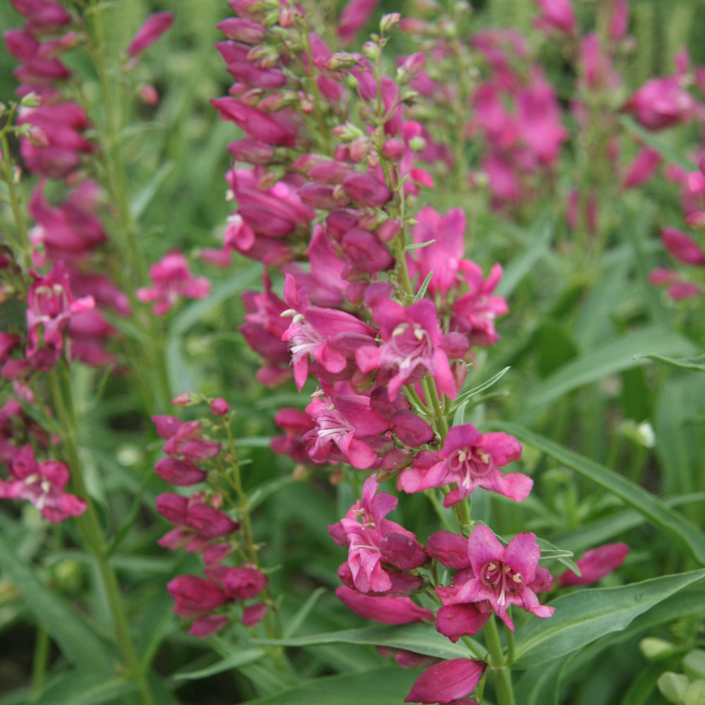 Penstemon barbatus 'Novapenpin' PP26701 ~ Rock Candy™ Pink Beardtongue-ServeScape