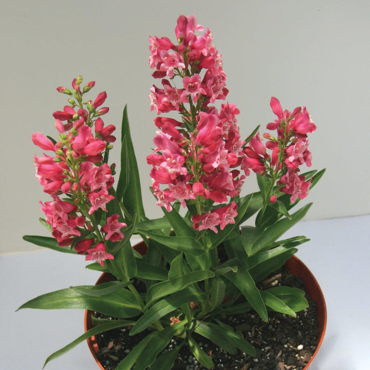 Penstemon barbatus 'Novapenpin' PP26701 ~ Rock Candy™ Pink Beardtongue-ServeScape