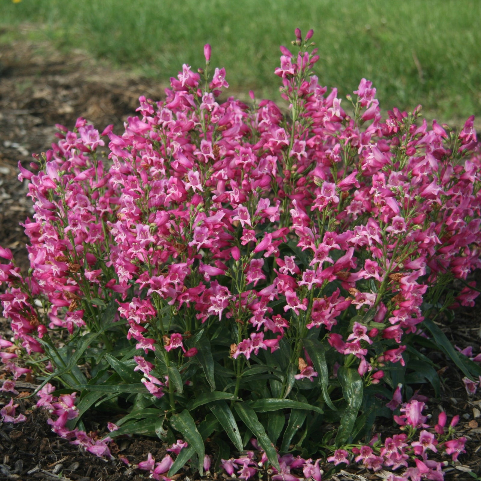Penstemon barbatus 'Novapenpin' PP26701 ~ Rock Candy™ Pink Beardtongue-ServeScape