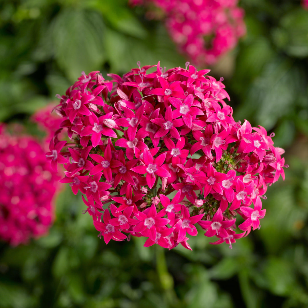 Pentas lanceolata 'HoneyCluster Deep Rose' ~ HoneyCluster™ Deep Pink Star Flower-ServeScape