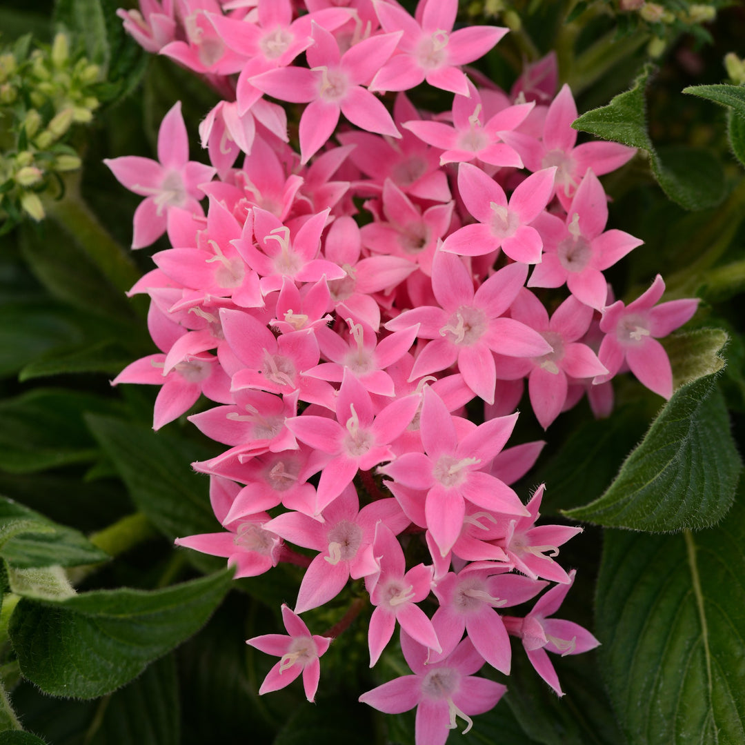 Pentas lanceolata 'PAS1096468' ~ Lucky Star® Pink Star Flower-ServeScape