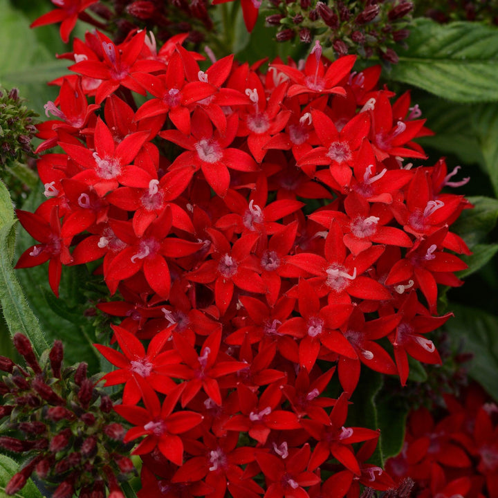 Pentas lanceolata 'PAS1231189' ~ Lucky Star® Deep Red Star Flower-ServeScape