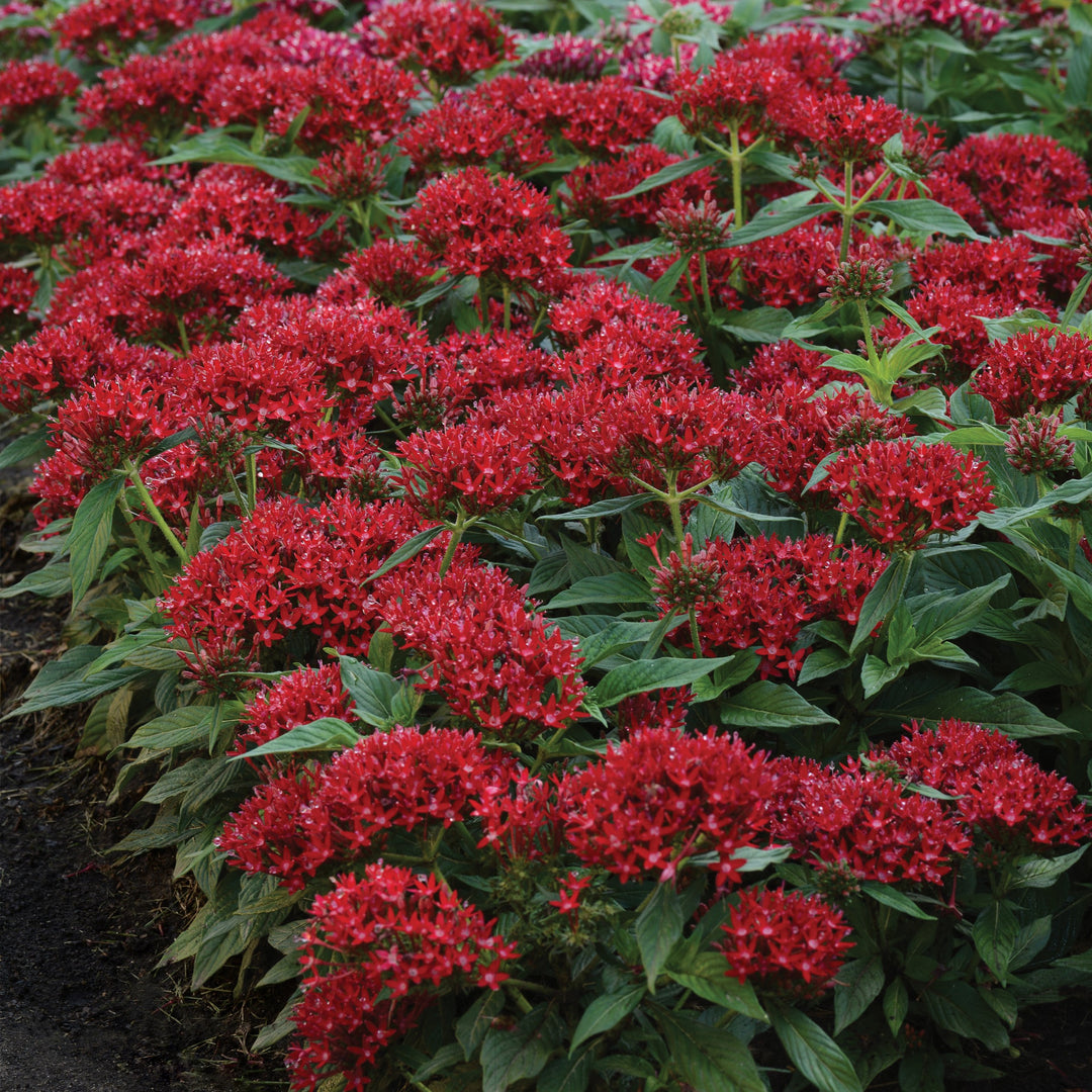 Pentas lanceolata 'PAS1231189' ~ Lucky Star® Deep Red Star Flower-ServeScape