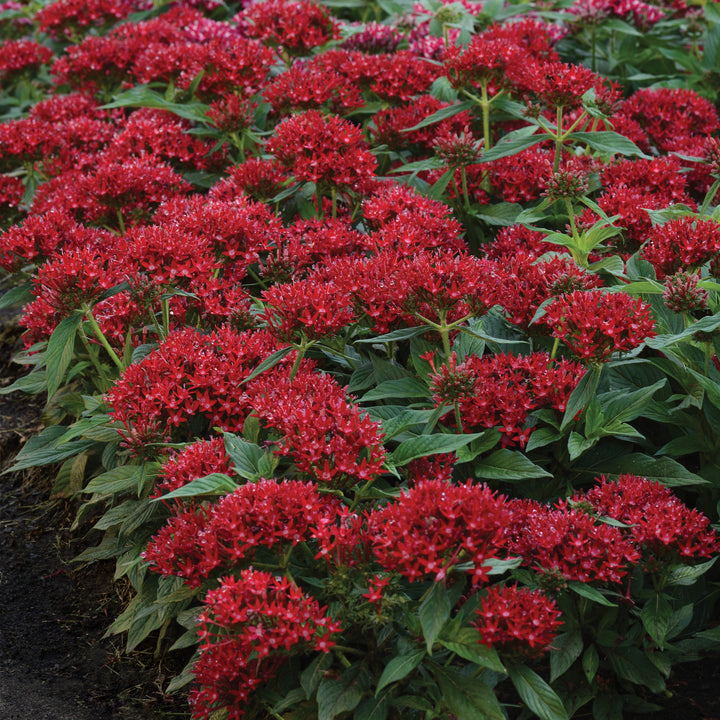 Pentas lanceolata 'PAS1231189' ~ Lucky Star® Deep Red Star Flower-ServeScape