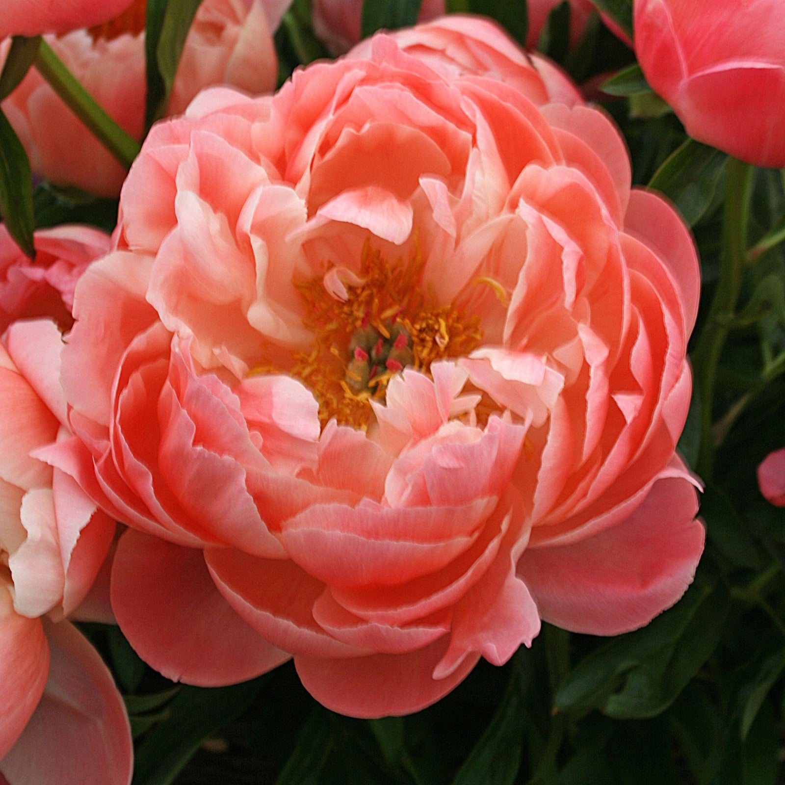Paeonia lactiflora 'Coral Sunset' ~ Coral Sunset Peony-ServeScape