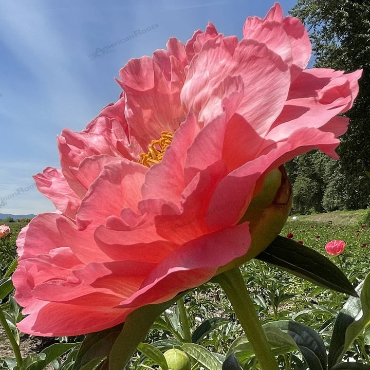 Paeonia lactiflora 'Coral Sunset' ~ Coral Sunset Peony-ServeScape