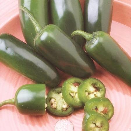 Capsicum annuum 'Fooled You' ~ Fooled You Jalapeno Pepper-ServeScape