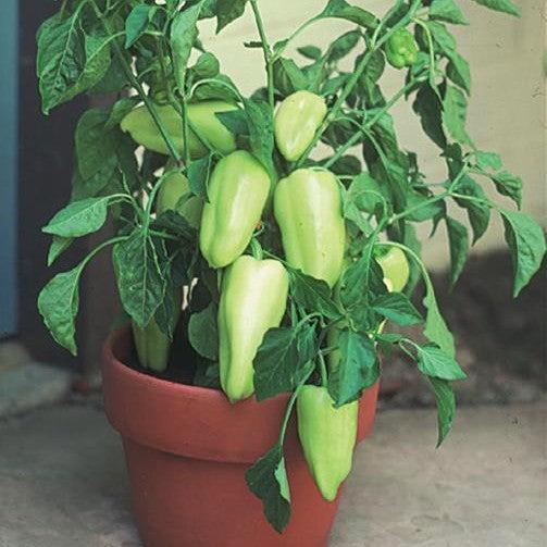 Capsicum annuum 'Gypsy' ~ Gypsy Sweet Pepper-ServeScape