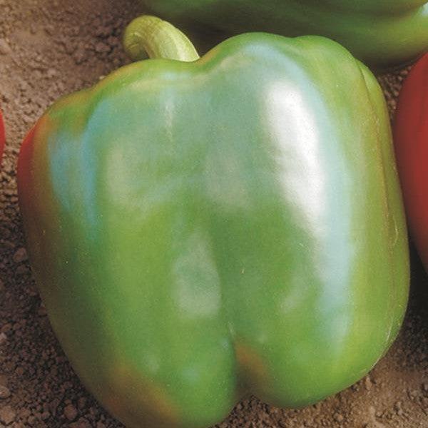 Capsicum annuum 'Red Knight' ~ Red Knight Sweet Pepper-ServeScape