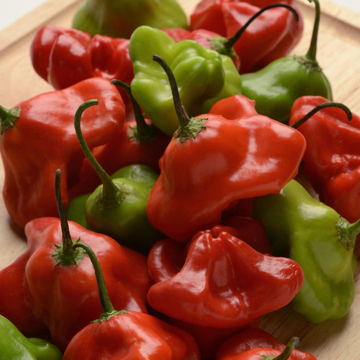 Capsicum annuum 'Mad Hatter' ~ Mad Hatter Pepper-ServeScape