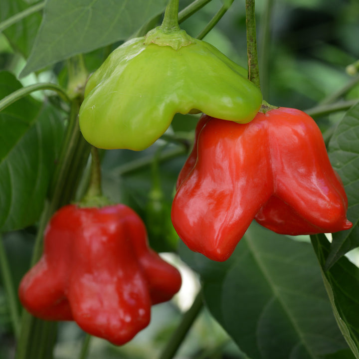 Capsicum annuum 'Mad Hatter' ~ Mad Hatter Pepper-ServeScape