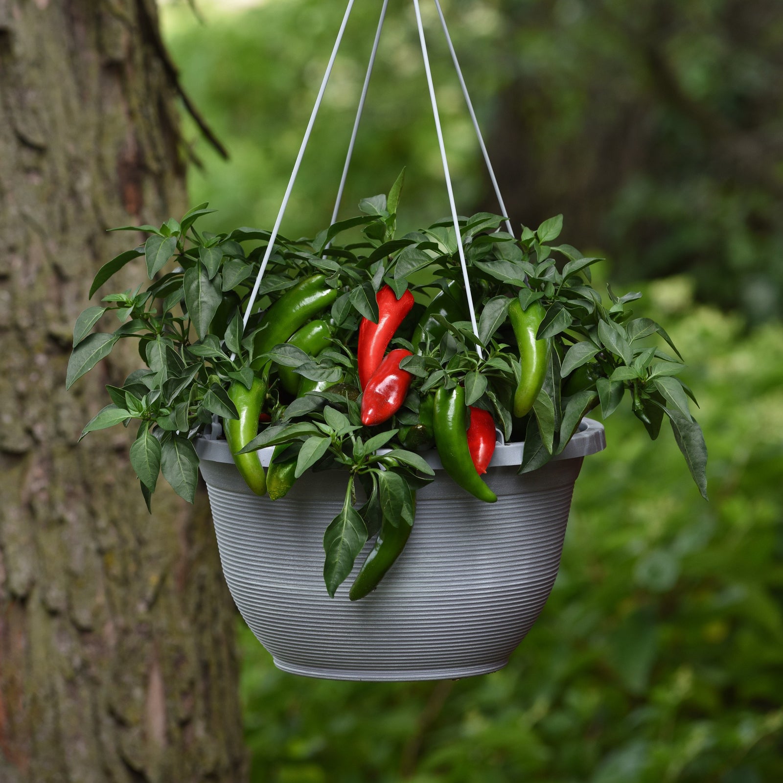 Capsicum annuum 'Pot-A-Peno' ~ Pot-A-Peno Pepper-ServeScape