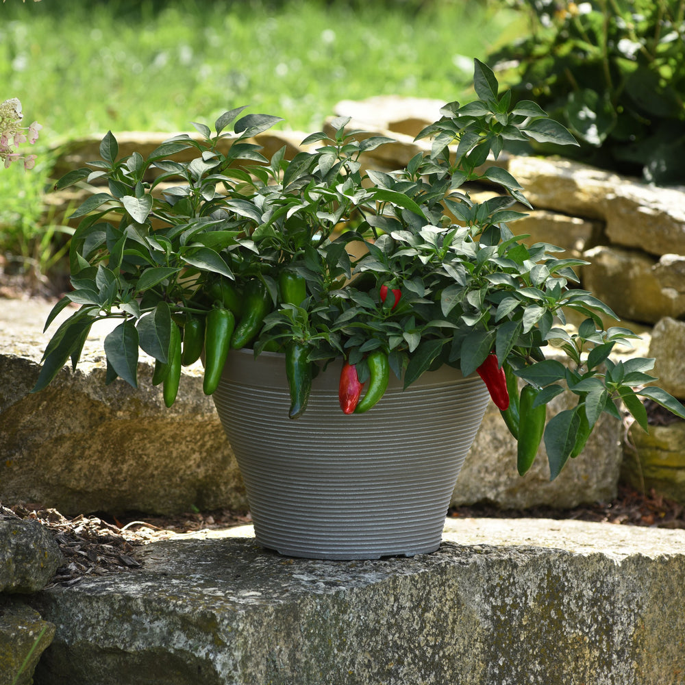 Capsicum annuum 'Pot-A-Peno' ~ Pot-A-Peno Pepper-ServeScape