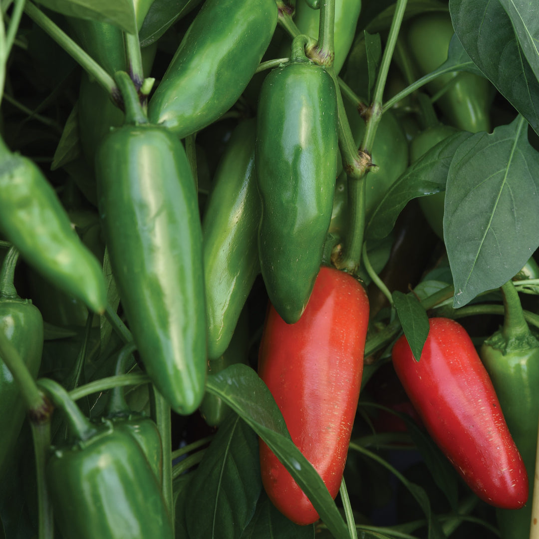 Capsicum annuum 'Pot-A-Peno' ~ Pot-A-Peno Pepper-ServeScape