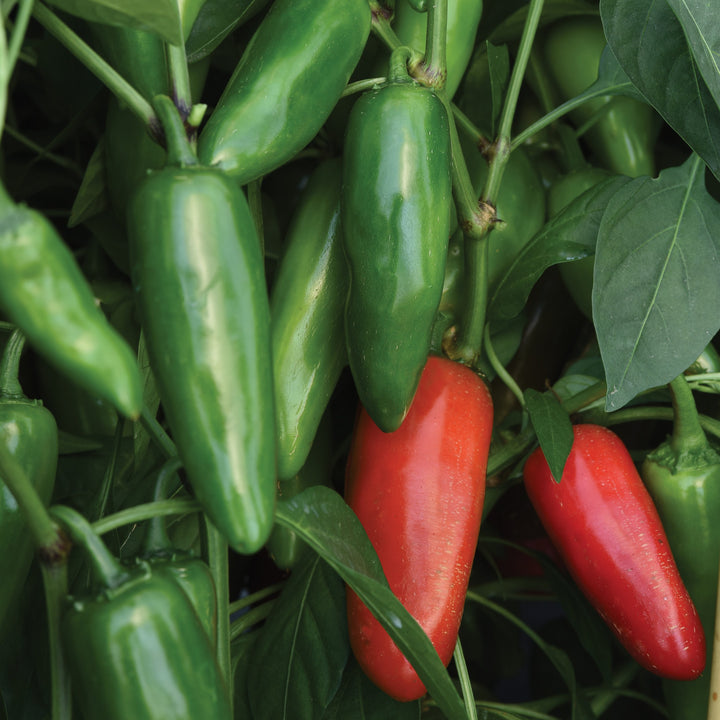 Capsicum annuum 'Pot-A-Peno' ~ Pot-A-Peno Pepper-ServeScape