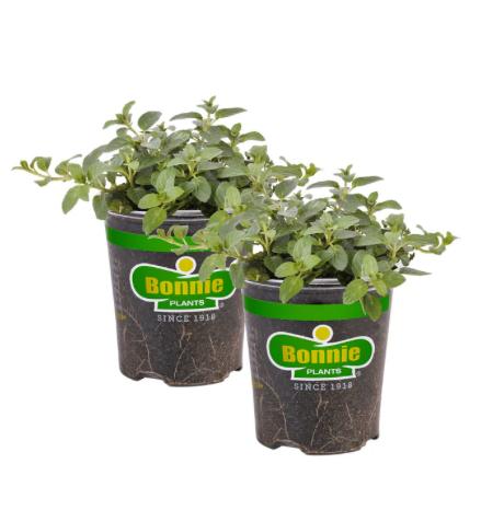Assorted Herbs ~ Cool Season Herbs (4.5" pot)