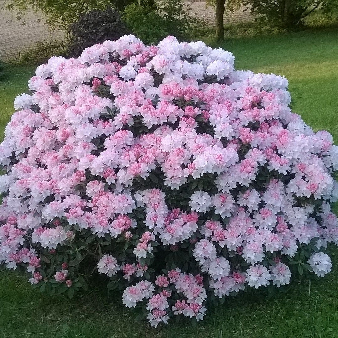 Rhododendron yakushimanum 'Percy Wiseman' ~ Percy Wiseman Rhododendron-ServeScape