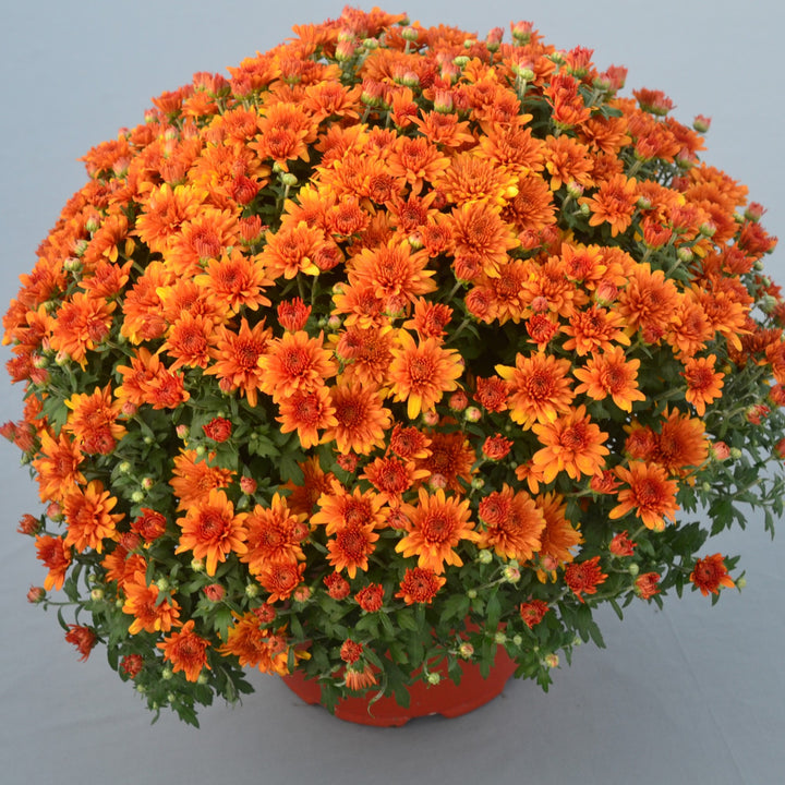 Chrysanthemum x morifolium 'Perfectly Orange' ~ Perfectly Orange Mum-ServeScape