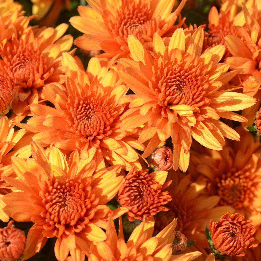 Chrysanthemum x morifolium 'Perfectly Orange' ~ Perfectly Orange Mum-ServeScape