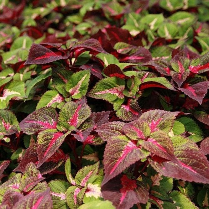 Perilla frutescens 'Magilla' ~ Magilla Perilla-ServeScape