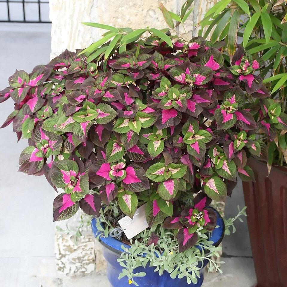 Perilla frutescens 'Magilla' ~ Magilla Perilla-ServeScape