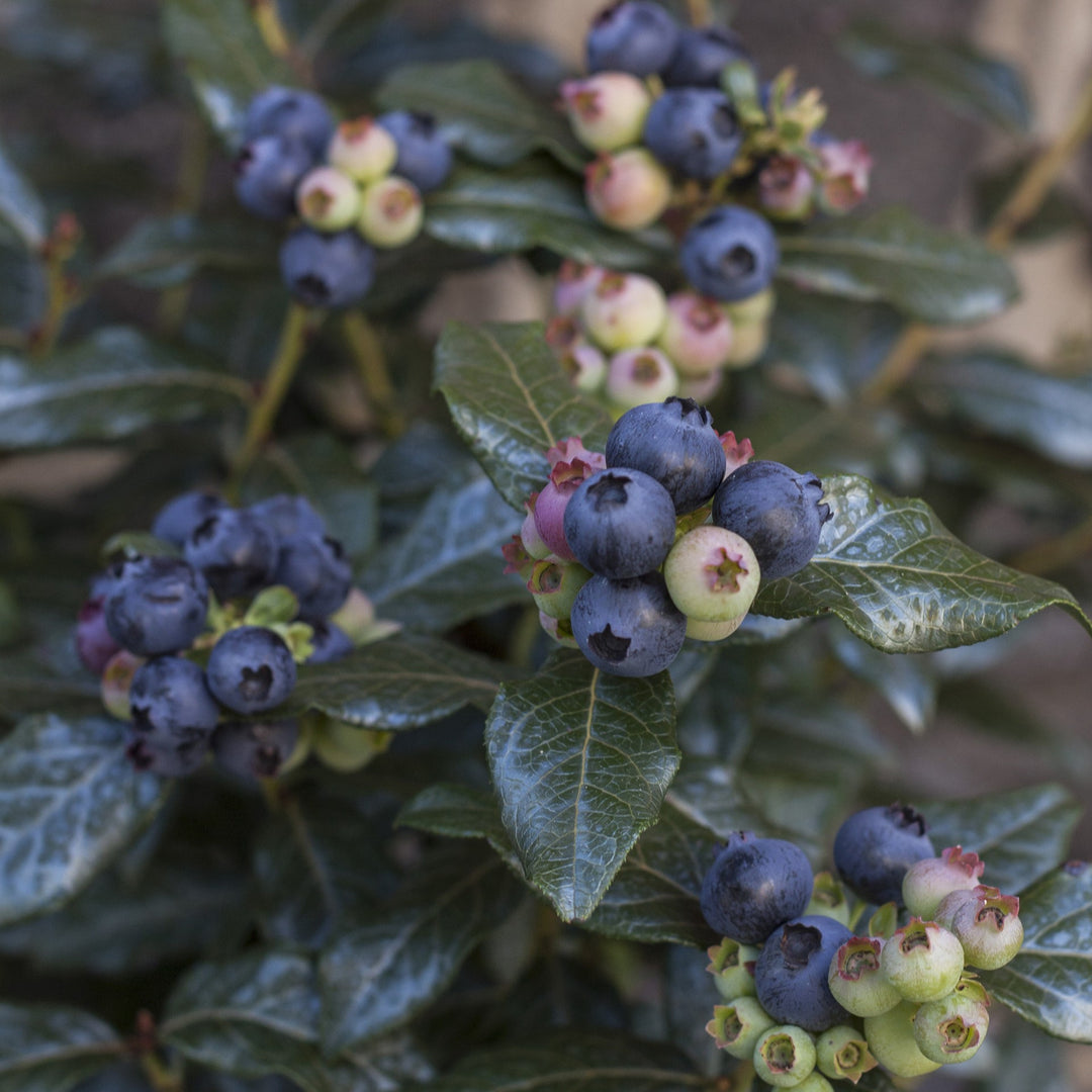 Vaccinium 'ORUS-61-1' ~ Bushel and Berry® Perpetua® Blueberry-ServeScape