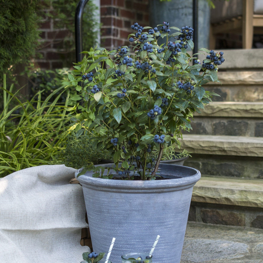 Vaccinium 'ORUS-61-1' ~ Bushel and Berry® Perpetua® Blueberry-ServeScape
