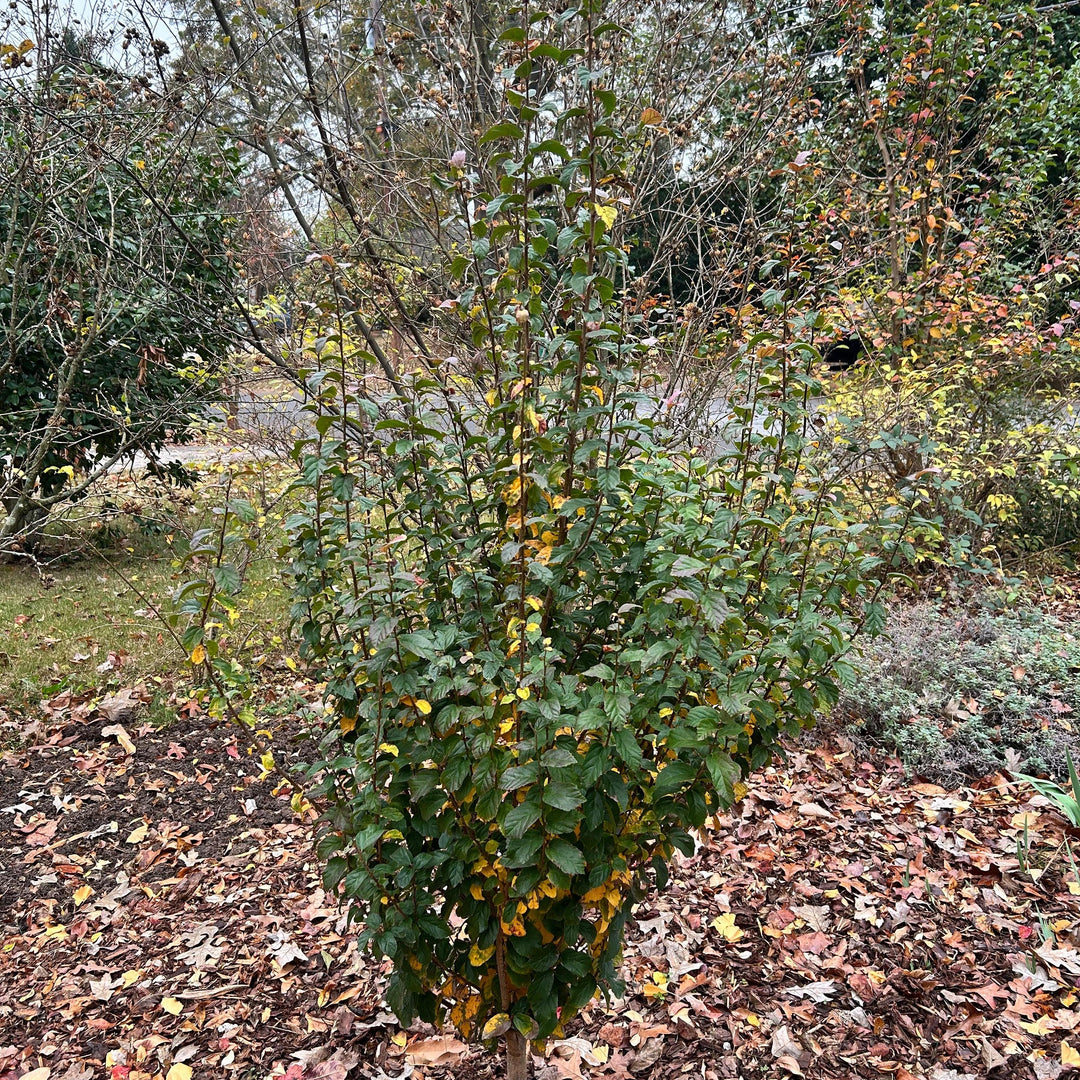 Parrotia persica ‘JL Columnar’ PP#24951 ~ Persian Spire™ Ironwood-ServeScape