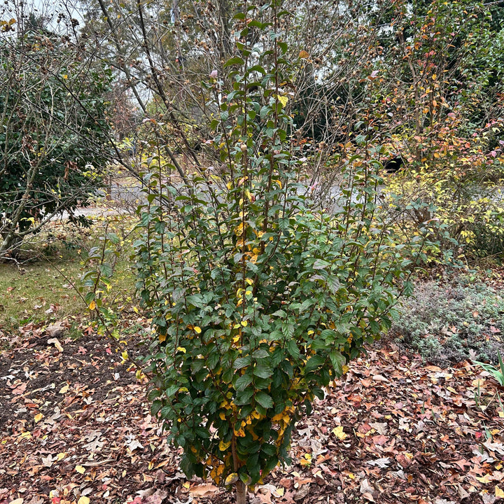 Parrotia persica ‘JL Columnar’ PP#24951 ~ Persian Spire™ Ironwood-ServeScape