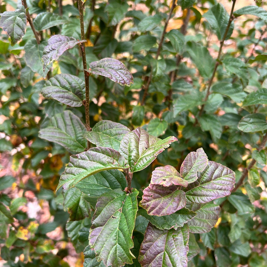 Parrotia persica ‘JL Columnar’ PP#24951 ~ Persian Spire™ Ironwood-ServeScape
