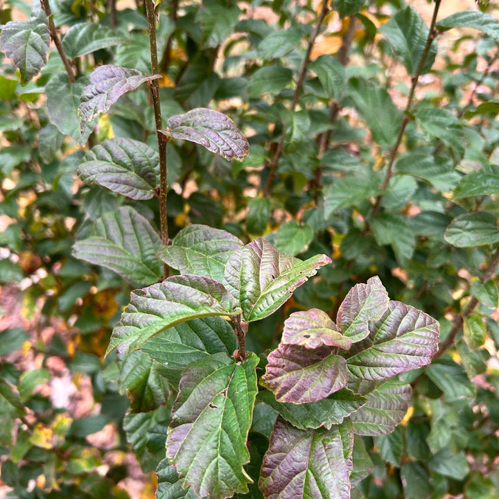 Parrotia persica ‘JL Columnar’ PP#24951 ~ Persian Spire™ Ironwood-ServeScape