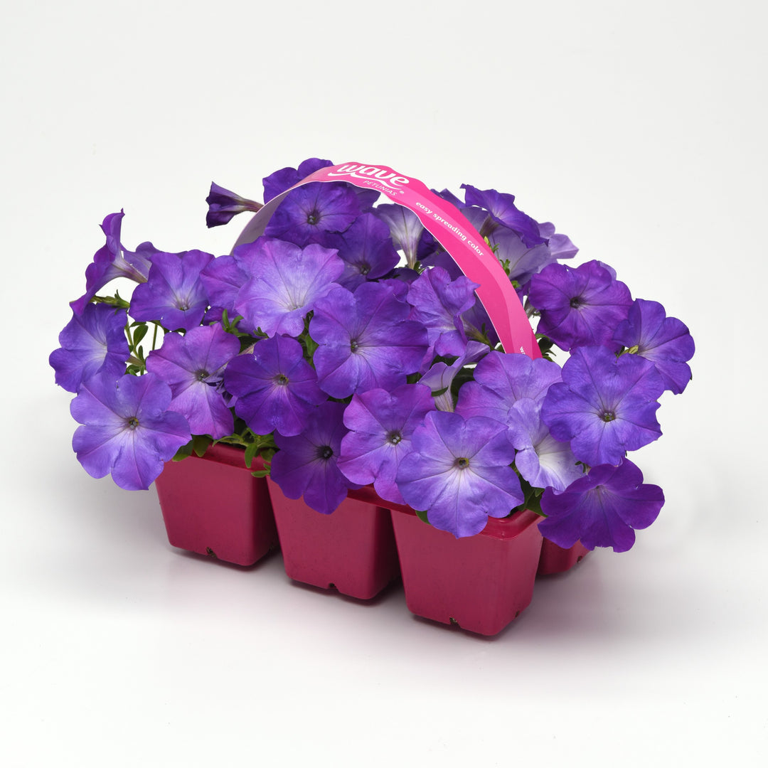Petunia x 'PAS1302749' ~ Easy Wave® Lavender Sky Blue Spreading Petunia-ServeScape