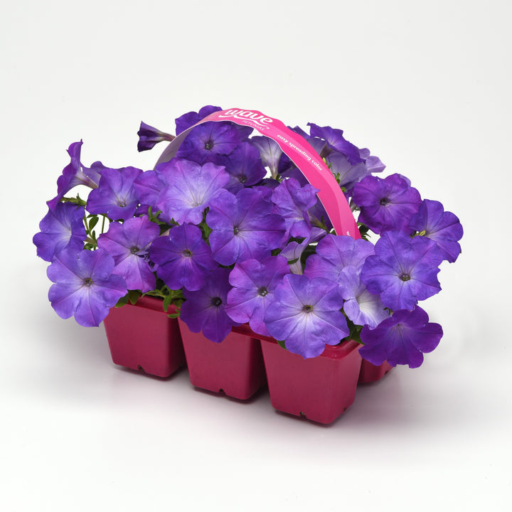 Petunia x 'PAS1302749' ~ Easy Wave® Lavender Sky Blue Spreading Petunia-ServeScape