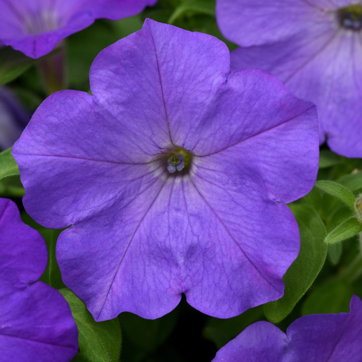 Petunia x 'PAS1302749' ~ Easy Wave® Lavender Sky Blue Spreading Petunia-ServeScape