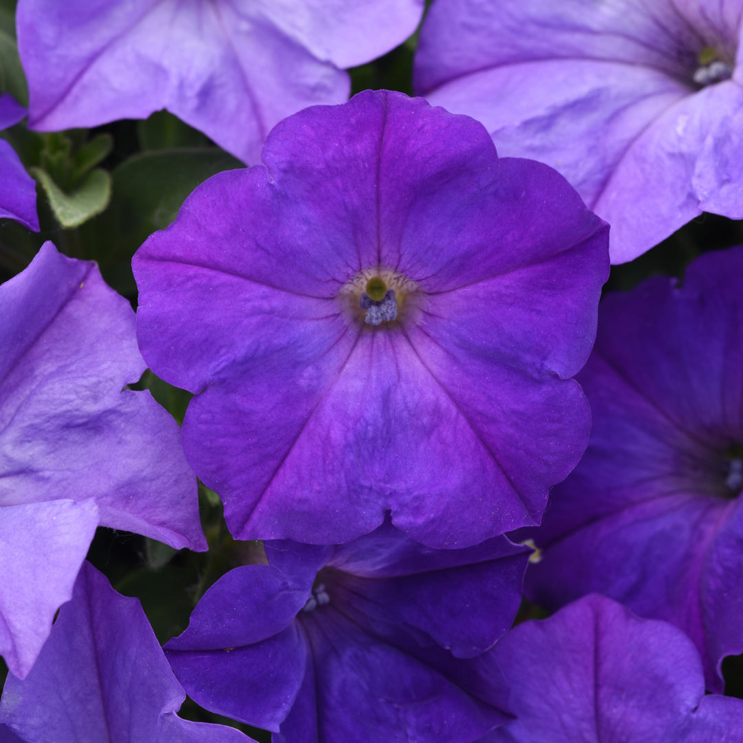 Petunia x 'PAS1302749' ~ Easy Wave® Lavender Sky Blue Spreading Petunia-ServeScape