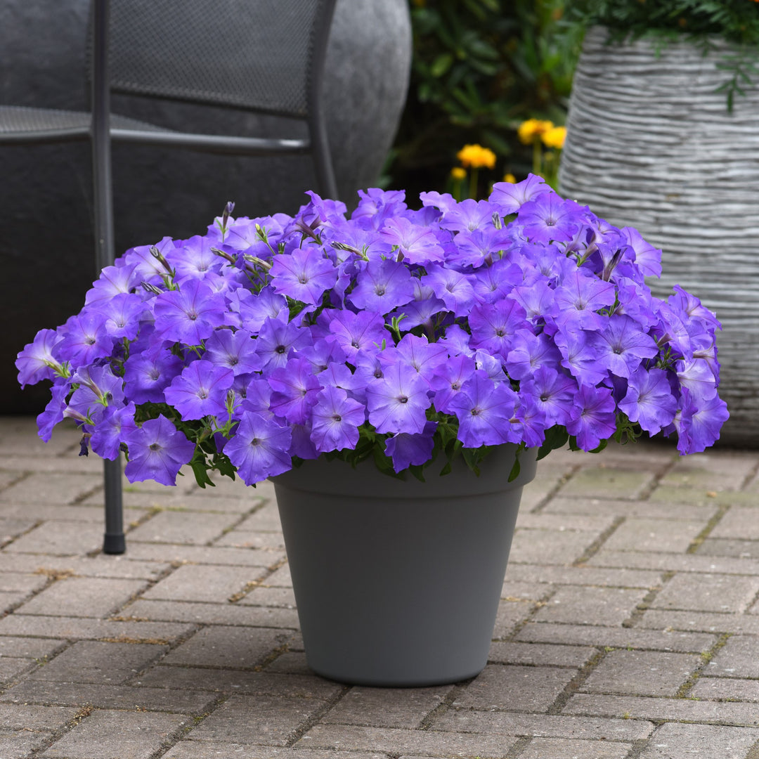 Petunia x 'PAS1302749' ~ Easy Wave® Lavender Sky Blue Spreading Petunia-ServeScape