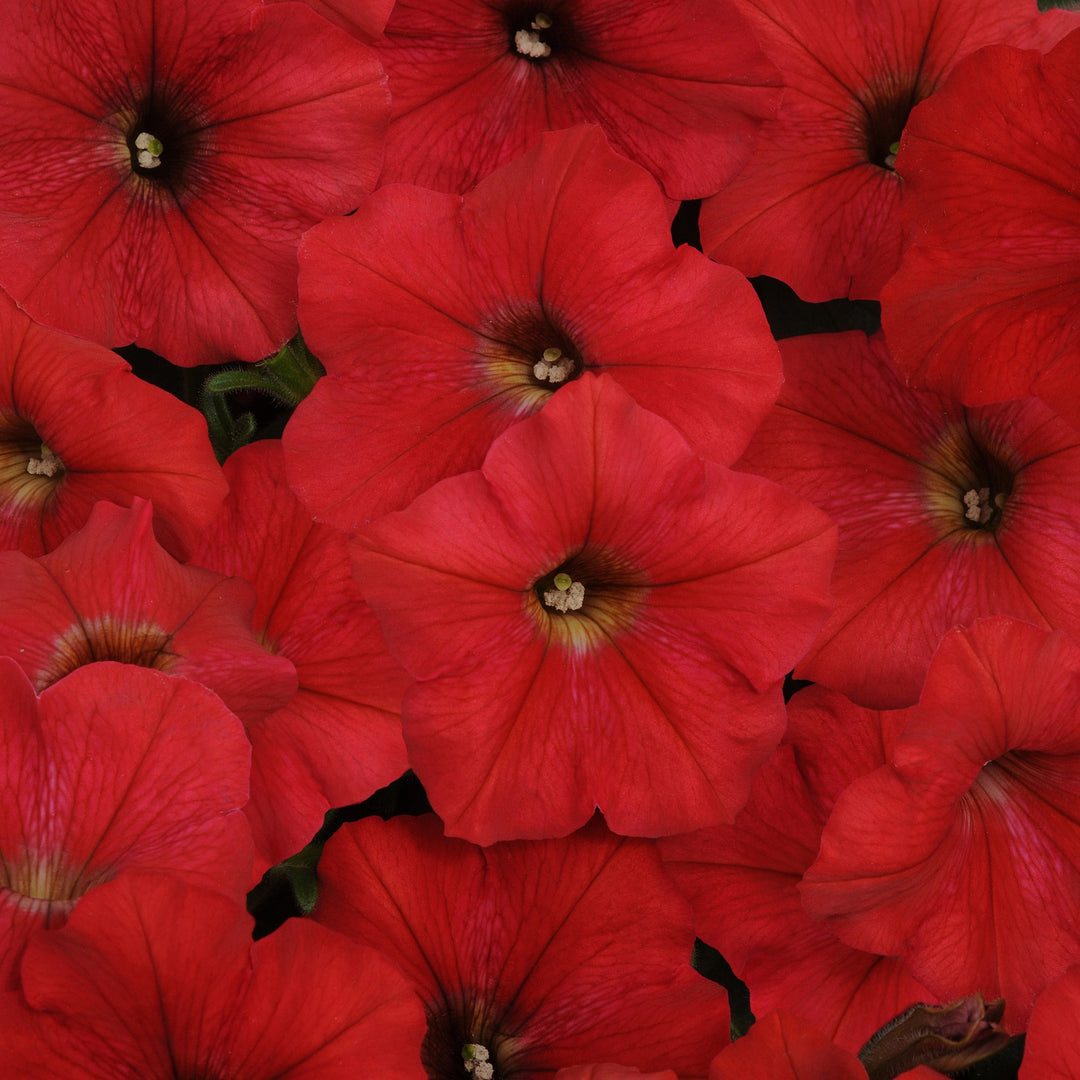 Petunia x 'PAS1016994' ~ Easy Wave® Red Spreading Petunia-ServeScape