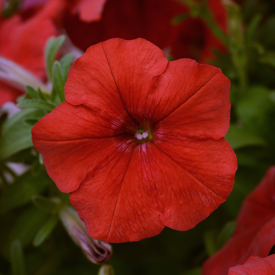 Petunia x 'PAS1016994' ~ Easy Wave® Red Spreading Petunia-ServeScape