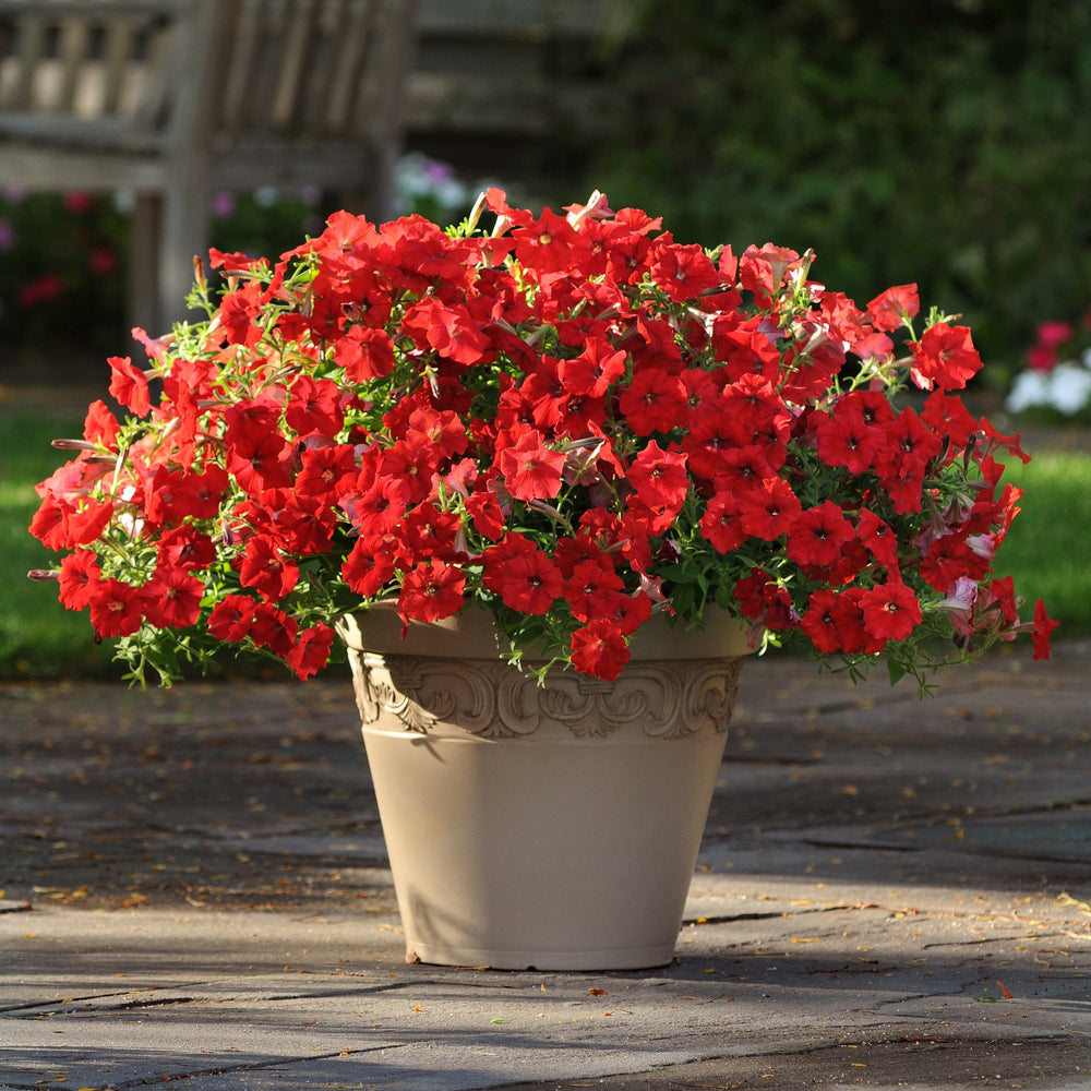 Petunia x 'PAS1016994' ~ Easy Wave® Red Spreading Petunia-ServeScape