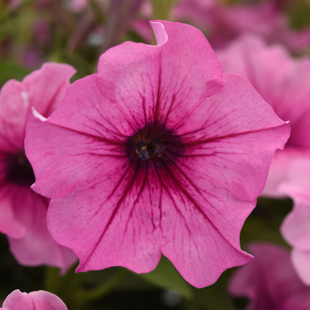 Petunia hybrid 'Balcannosv’ ~ Cannonball™ Rose Vein Petunia-ServeScape
