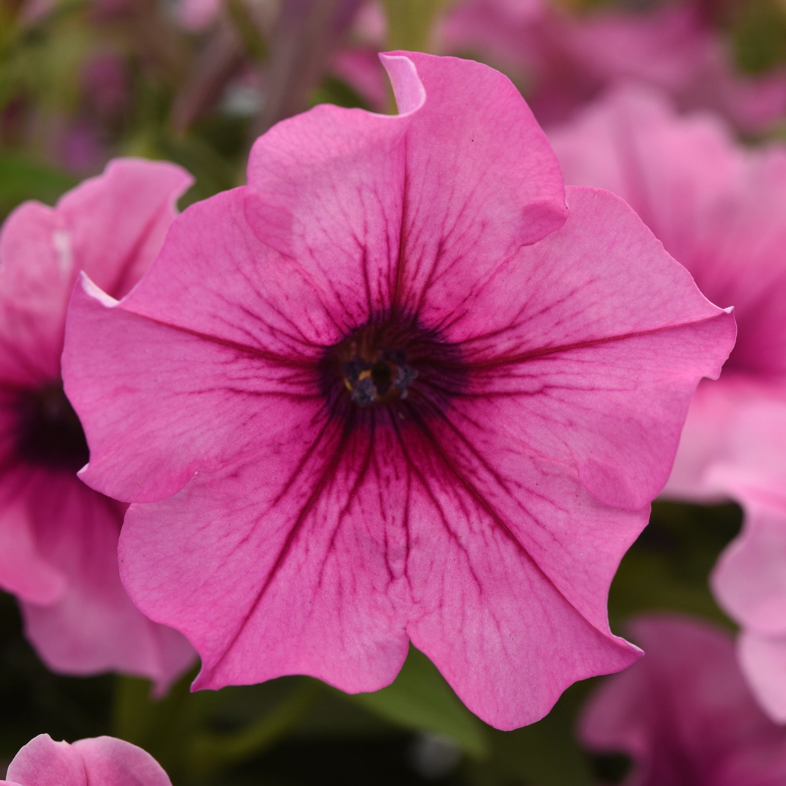Petunia hybrid 'Balcannosv’ ~ Cannonball™ Rose Vein Petunia-ServeScape