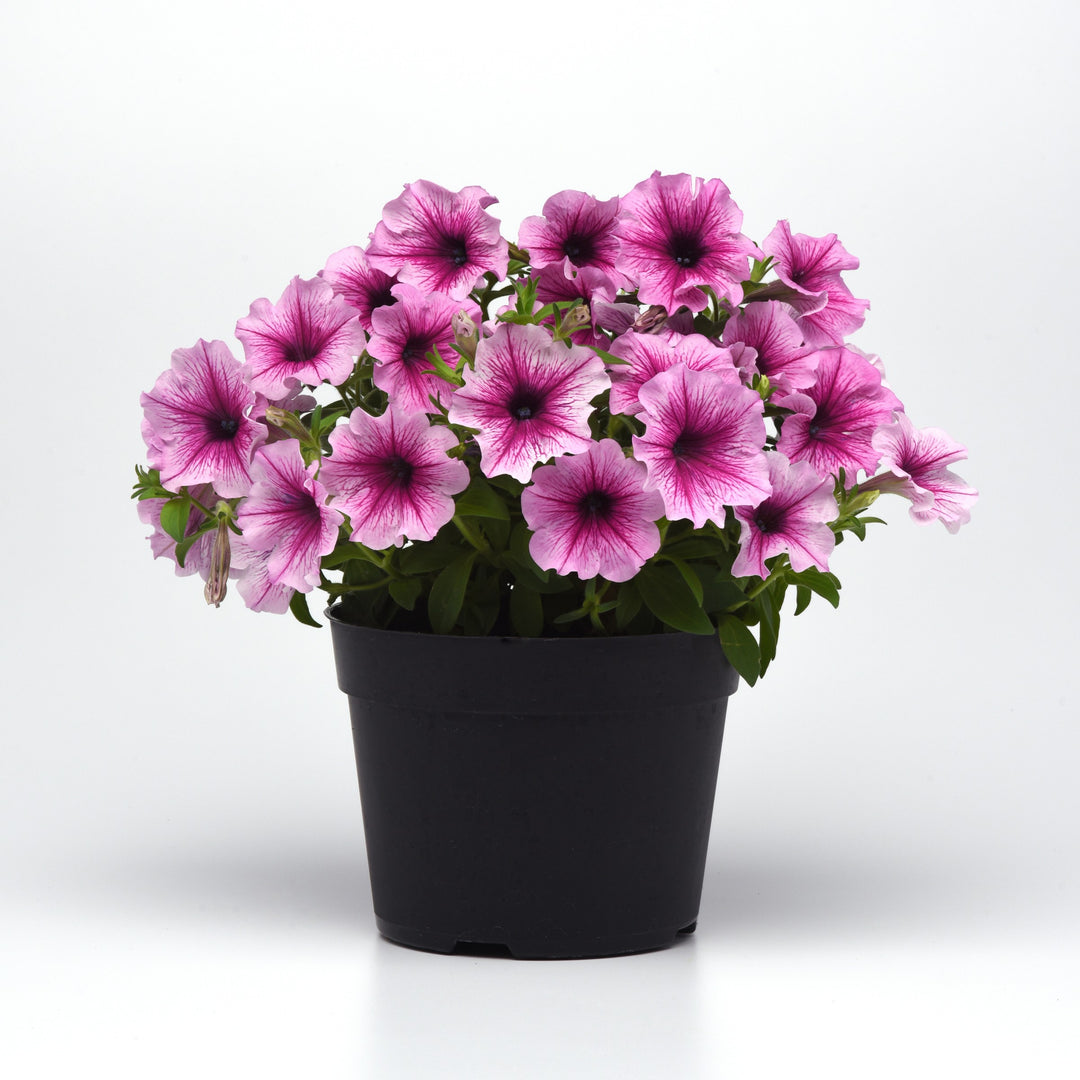 Petunia hybrid 'Balcannosv’ ~ Cannonball™ Rose Vein Petunia-ServeScape