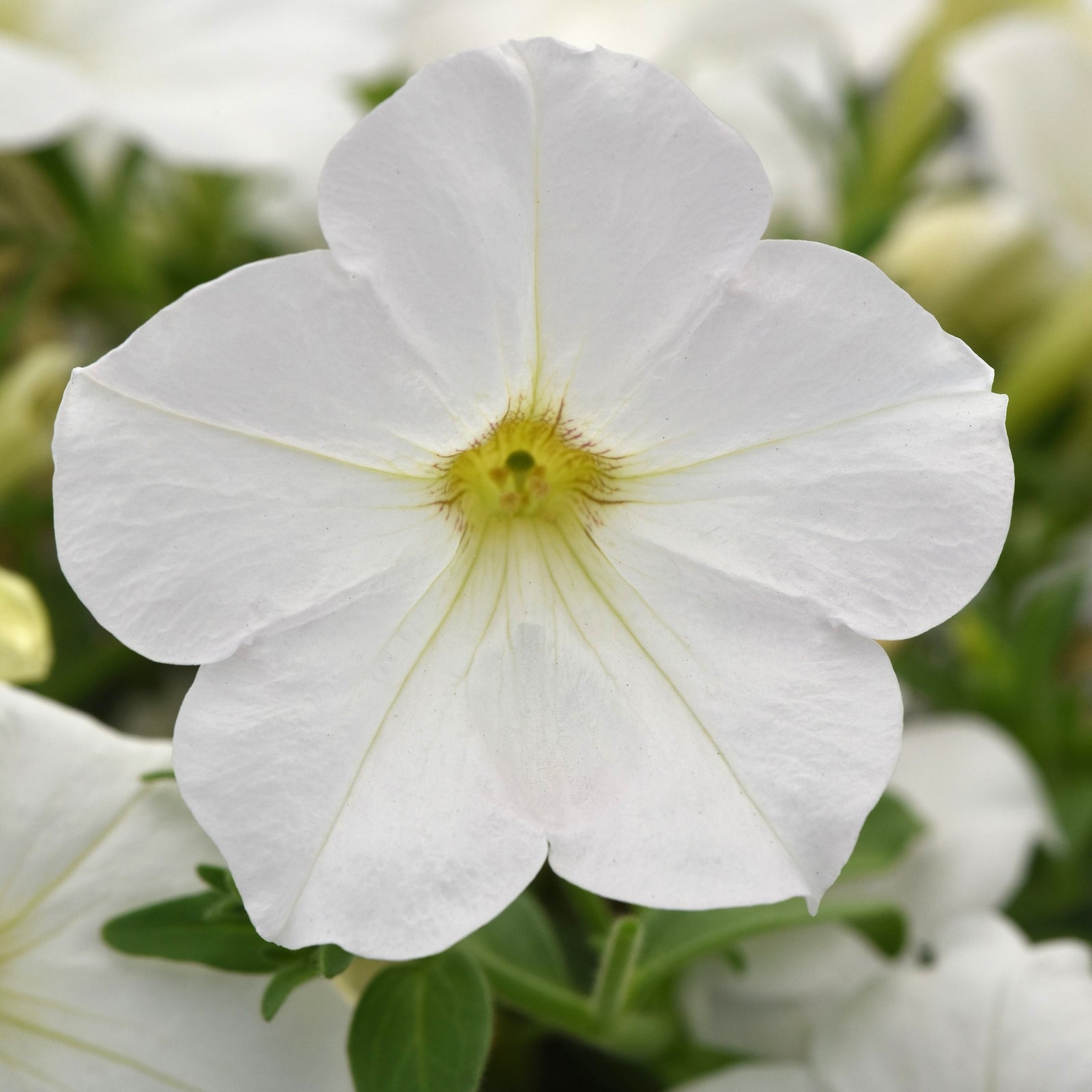 Petunia hybrid 'Balcannite’ ~ Cannonball™ White Petunia-ServeScape