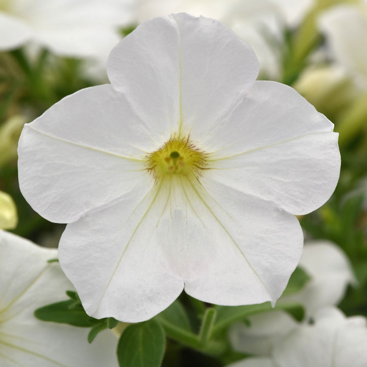 Petunia hybrid 'Balcannite’ ~ Cannonball™ White Petunia-ServeScape
